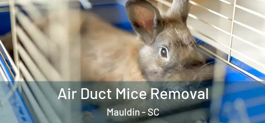 Air Duct Mice Removal Mauldin - SC